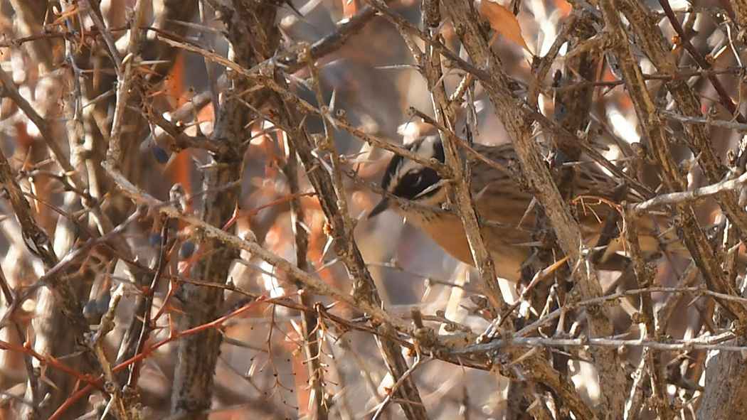 Radde's Accentor